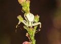 34 gewone kameleonspin Misumena vatia juv m De Hamert_resize